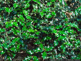 Ostrokrzew kolczasty Alaska