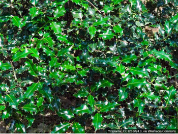 Ostrokrzew kolczasty Alaska