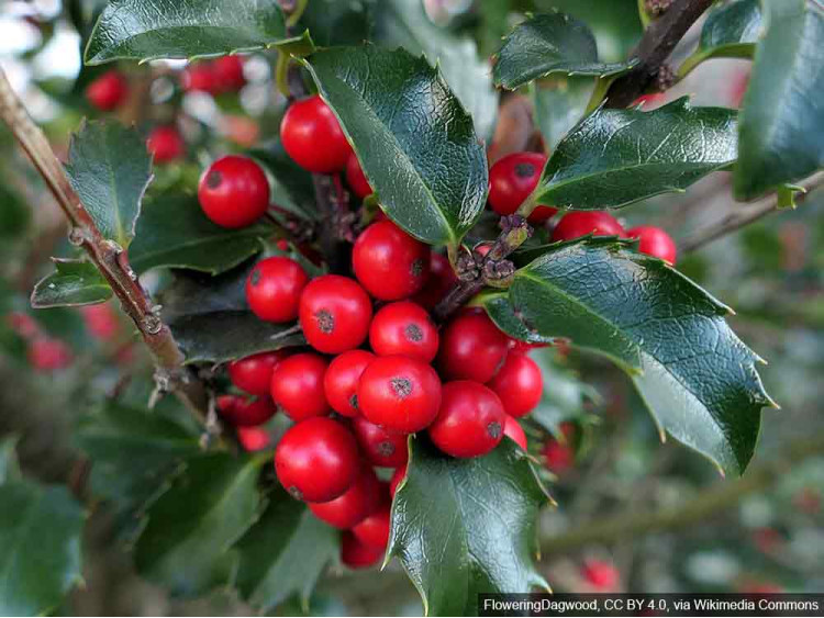 Ostrokrzew kolczasty Alaska