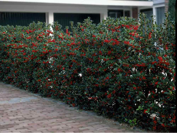 Ostrokrzew kolczasty Alaska