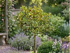 Ostrokrzew Aurea Marginata na pniu 140cm