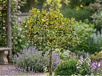 Ostrokrzew Aurea Marginata na pniu 140cm