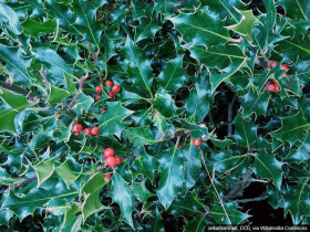 Ostrokrzew Meservy Blue Angel