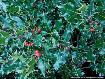 Ostrokrzew Meservy Blue Angel