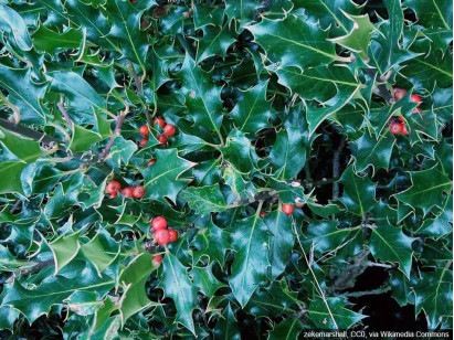 Ostrokrzew Meservy Blue Angel