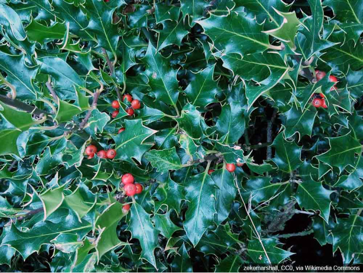 Ostrokrzew Meservy Blue Angel