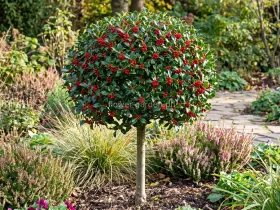 Ostrokrzew Meservy Blue Princess na pniu 110cm