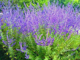 Perowskia Blue Spire