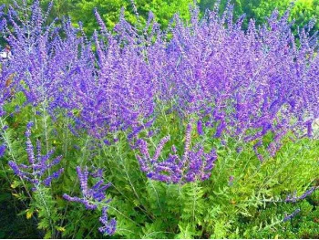 Perowskia Blue Spire