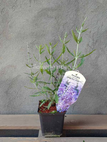 Perowskia LACEY BLUE Lisslitt