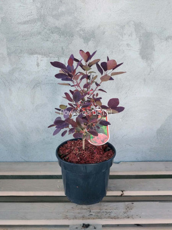 Perukowiec podolski Royal Purple