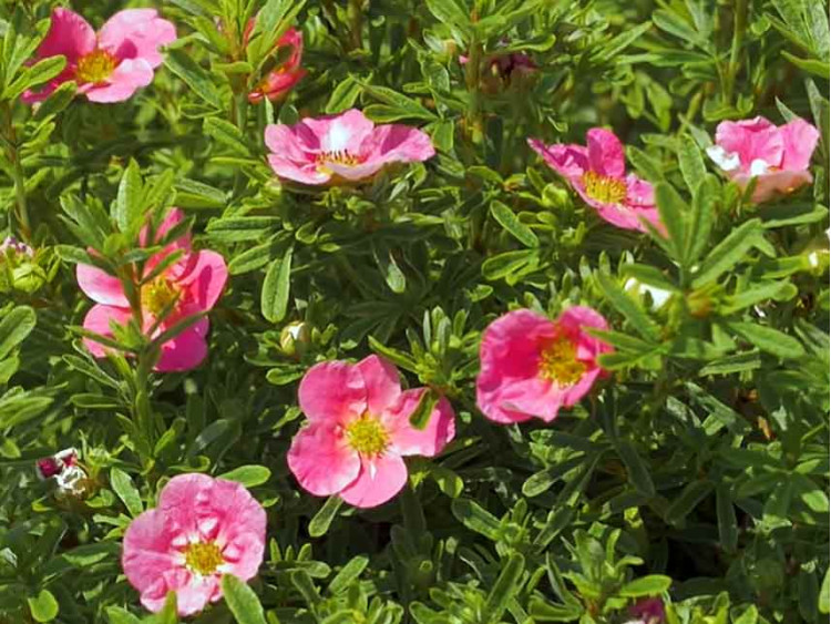 Pięciornik krzewiasty Bellissima PBR