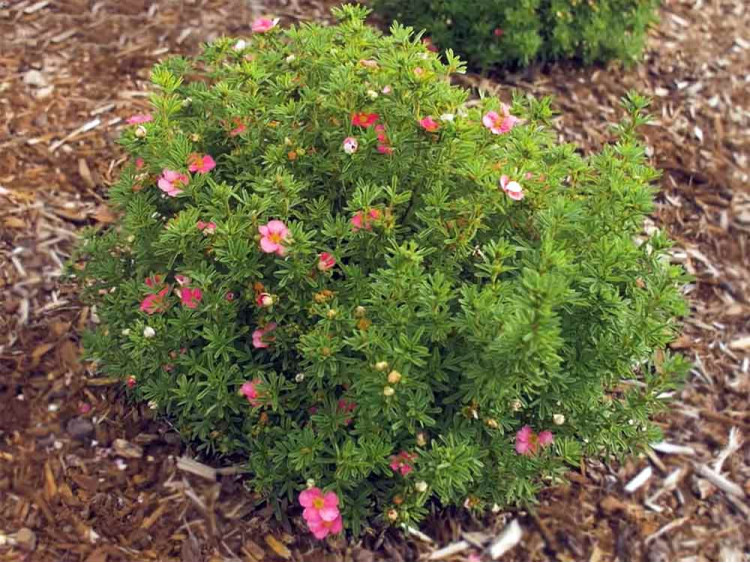 Pięciornik krzewiasty Bellissima PBR