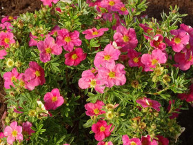 Pięciornik krzewiasty Bellissima PBR