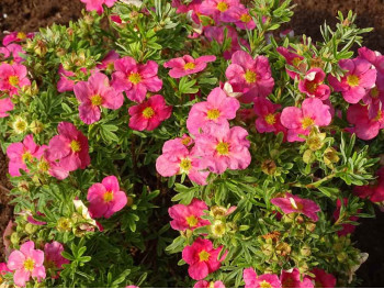 Pięciornik krzewiasty Bellissima PBR