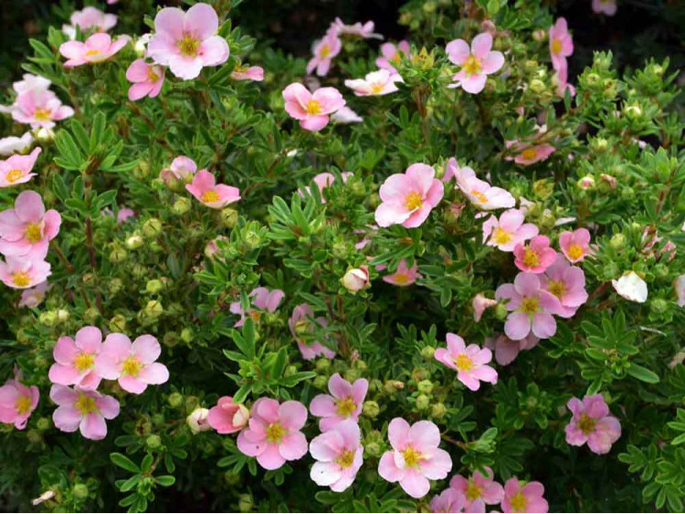 Pięciornik krzewiasty Lovely Pink PBR