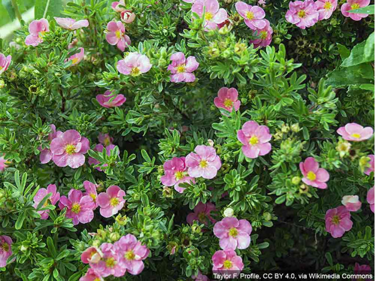 Pięciornik krzewiasty Lovely Pink PBR