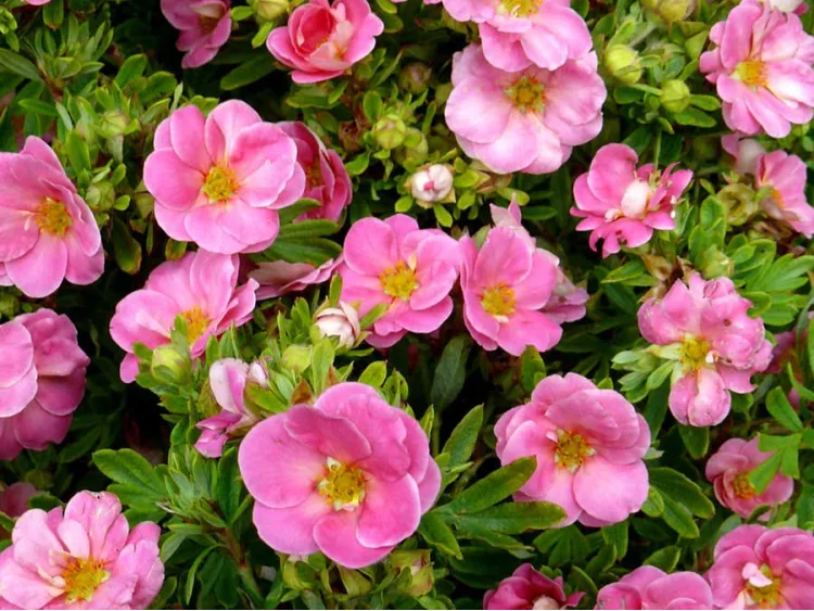 Pięciornik Happy Face ® Pink Paradise