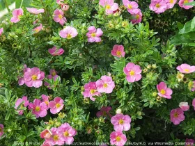 Pięciornik krzewiasty różowy