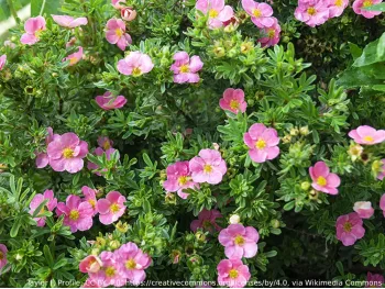 Pięciornik krzewiasty różowy