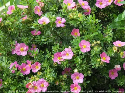 Pięciornik krzewiasty różowy