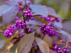 Pięknotka Bodinera Profusion na pniu 150cm