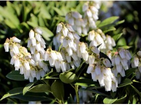 Pieris japoński Debutante