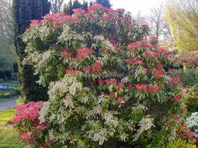 Pieris japoński Forest Flame