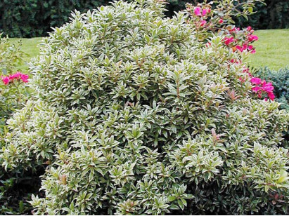 Pieris japoński Little Heath