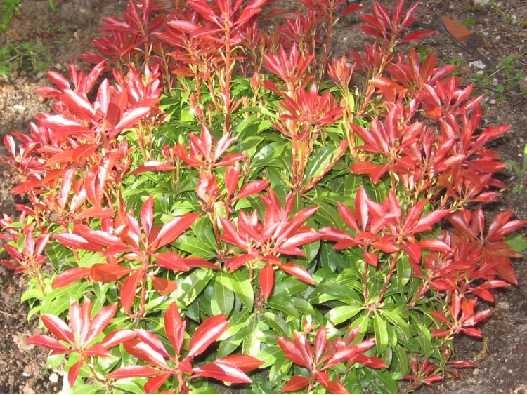 Pieris japoński Major