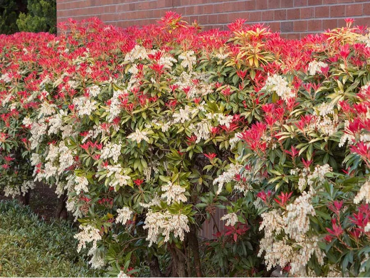 Pieris japonica Mountain Fire