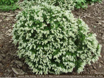 Pieris japoński Prelude