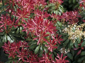 Pieris Red Mill