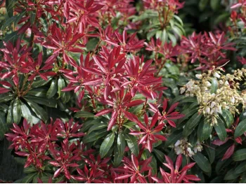 Pieris japoński Red Mill