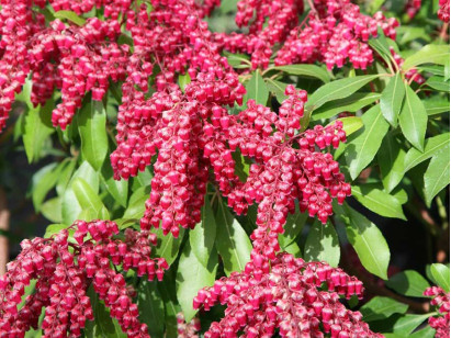 Pieris japoński Valley Valentine