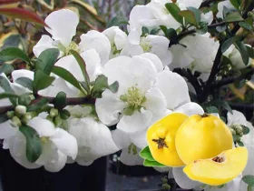 Flowering Quince Jet Trail