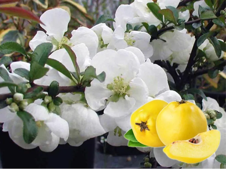 Flowering Quince Jet Trail