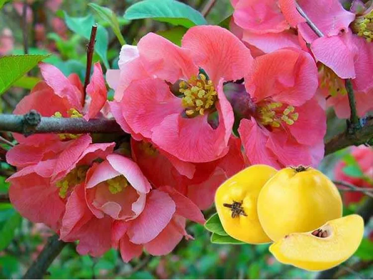 Flowering Quince Pink Trail
