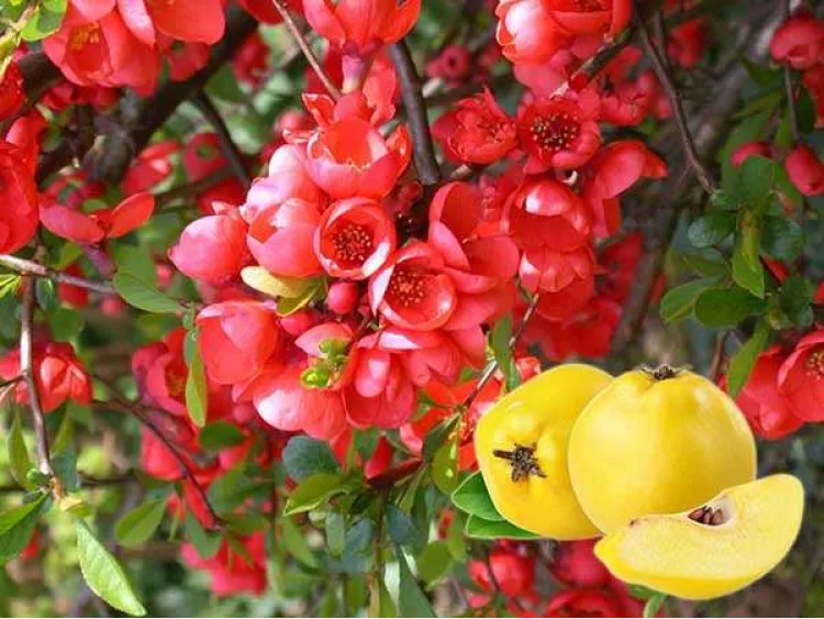 Flowering Quince Red Trail