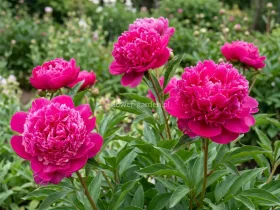 Piwonia chińska General MacMahon