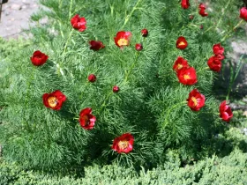Piwonia koperkowa czerwona