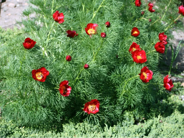 Piwonia koperkowa czerwona