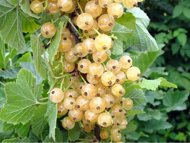 White Currant Biała z Jűterbog