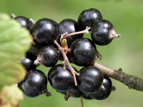 Porzeczka czarna