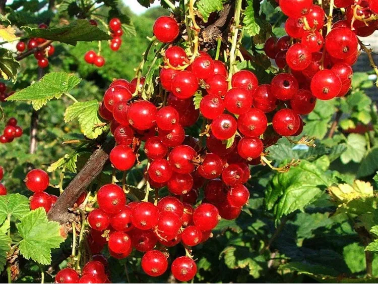 Redcurrant