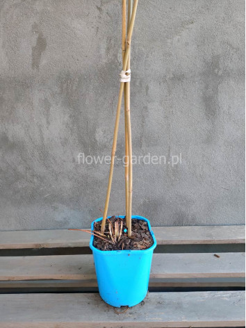 Powojnik Clematis Mystic River PBR