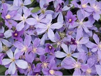 Powojnik Clematis Arabella