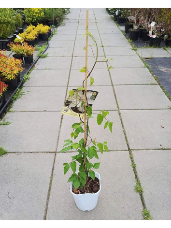 Powojnik Clematis Beautiful Bride PBR