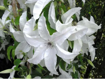 Powojnik Clematis Beautiful Bride PBR
