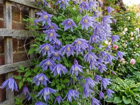 Powojnik Clematis Cecile